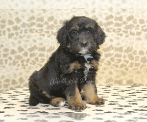 Miniature Bernedoodle Puppy for sale in DENVER, PA, USA