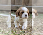 Puppy 1 Cavalier King Charles Spaniel