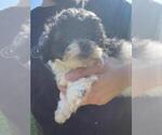 Small Photo #14 Zuchon Puppy For Sale in SPENCER, TN, USA