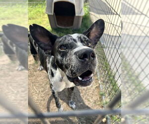 Catahoula Leopard Dog-Unknown Mix Dogs for adoption in Waco, TX, USA