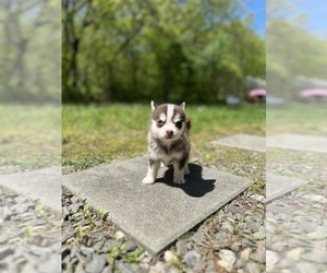 Medium Pomsky