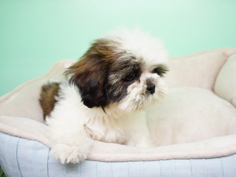 Medium Photo #2 Shih Tzu Puppy For Sale in LA MIRADA, CA, USA