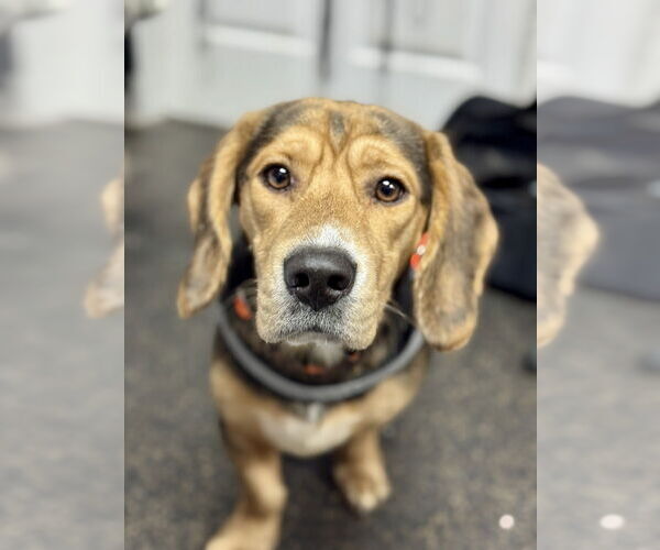 Medium Photo #1 Bagle Hound Puppy For Sale in Mundelein, IL, USA