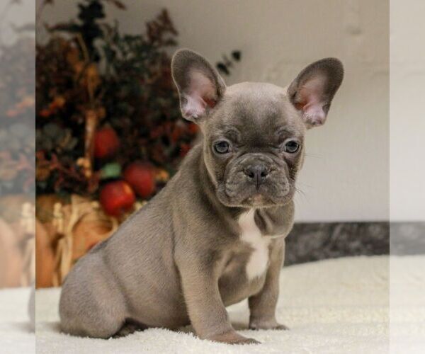 Medium Photo #5 French Bulldog Puppy For Sale in EAST EARL, PA, USA