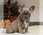 Small #4 French Bulldog