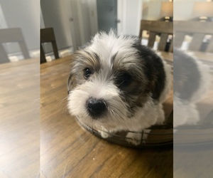 Morkie Puppy for sale in FORT WORTH, TX, USA