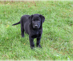 Mowgli - Male Labrador Retriever Puppy for Sale - Photo #3