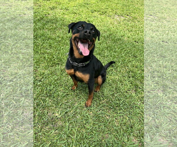 Medium Photo #1 Rottweiler Puppy For Sale in Miami, FL, USA