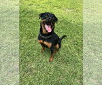 COURTESY POST: Tyson - Male Rottweiler Dog for Adoption - Small photo