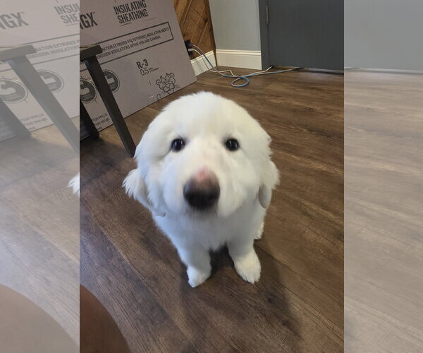 Medium Photo #14 Great Pyrenees Puppy For Sale in Houston, TX, USA