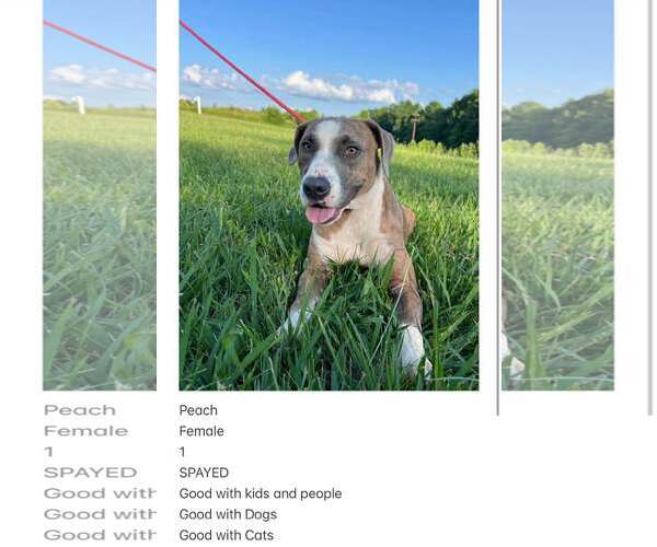 Medium Photo #5 Mutt Puppy For Sale in Crystal, MN, USA