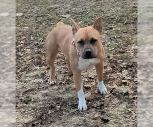 Bullboxer Pit Dogs for adoption in Kewanee, IL, USA