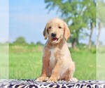 Small #1 Labradoodle-Poodle (Standard) Mix