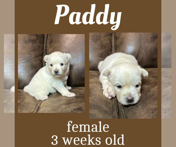 Medium Photo #2 Pomsky Puppy For Sale in DE SOTO, KS, USA