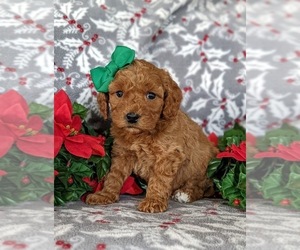Goldendoodle (Miniature) Puppy for sale in KIRKWOOD, PA, USA