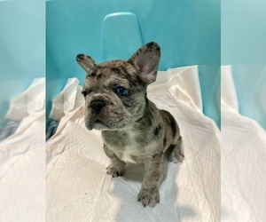 French Bulldog Puppy for sale in HOPE MILLS, NC, USA