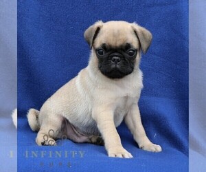 Pug Puppy for sale in NEW HOLLAND, PA, USA