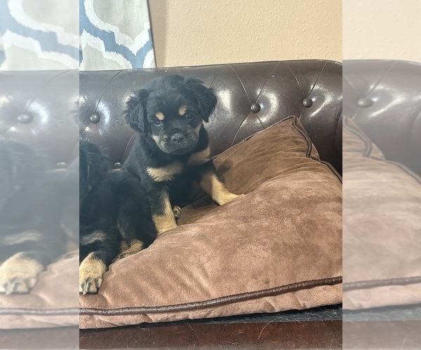 Medium Photo #8 Carlin Pinscher Puppy For Sale in COBB, WI, USA