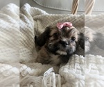 Small Photo #2 ShihPoo Puppy For Sale in TRAVELERS REST, SC, USA