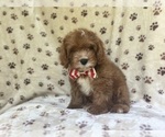 Small #9 Cavapoo