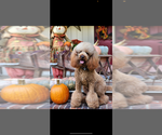 Small Photo #1 Poodle (Standard) Puppy For Sale in FAYETTEVILLE, GA, USA