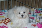 Small Photo #2 Maltese Puppy For Sale in ORO VALLEY, AZ, USA