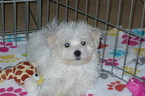 Small #1 Maltese