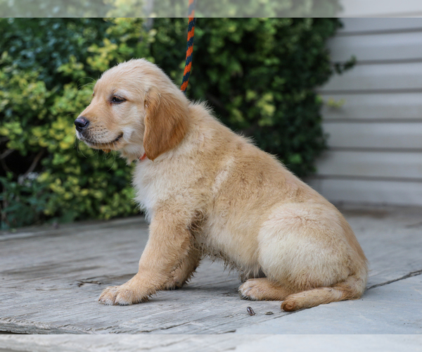 Medium Photo #3 Golden Retriever Puppy For Sale in LIBERTY, KY, USA