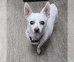 Small Chihuahua Mix