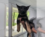 Puppy Pink German Shepherd Dog