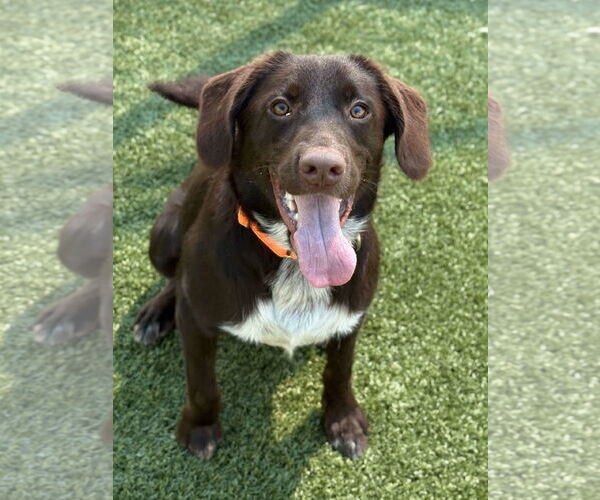 Medium Photo #1 Labrador Retriever-Unknown Mix Puppy For Sale in Woodbury, NY, USA