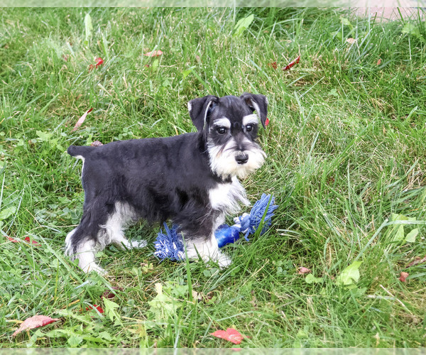 Medium Photo #5 Schnauzer (Miniature) Puppy For Sale in SYRACUSE, IN, USA