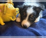 Small #5 Border Collie