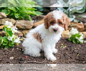 Medium Poodle (Miniature)