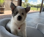 Small Pomsky