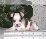 Small Photo #14 Chihuahua Puppy For Sale in FORT LAUDERDALE, FL, USA