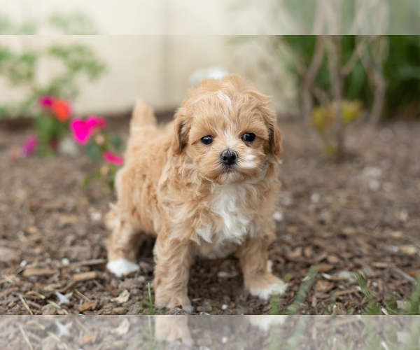 Medium Photo #3 Maltipoo Puppy For Sale in MILLERSBURG, IN, USA