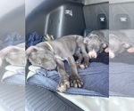 Small American Staffordshire Terrier