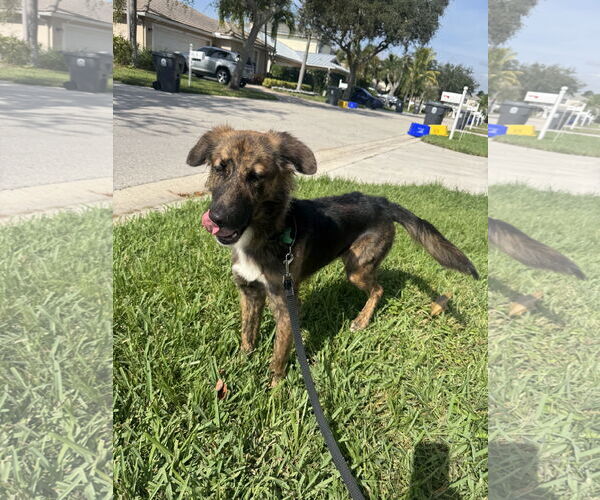 Medium Photo #1 Colonial Cocker Spaniel-Unknown Mix Puppy For Sale in Royal Palm Beach, FL, USA
