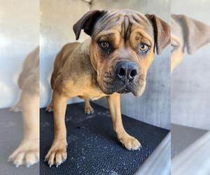 American Staffordshire Terrier-Unknown Mix Dogs for adoption in San Antonio, TX, USA