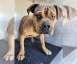 Small American Staffordshire Terrier Mix