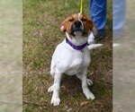 Small #3 Mutt