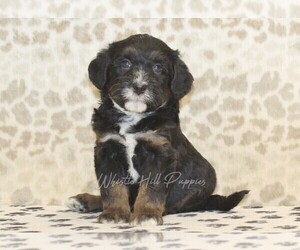 Miniature Bernedoodle Puppy for sale in DENVER, PA, USA