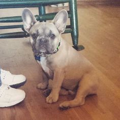 French Bulldog Puppy for sale in WILLITS, CA, USA
