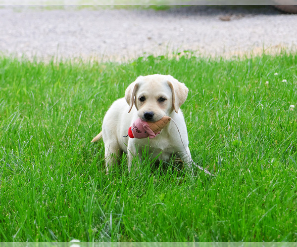 Medium Photo #5 Labrador Retriever Puppy For Sale in SYRACUSE, IN, USA