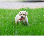 Small #4 Labrador Retriever