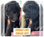 Puppy Orange Goldendoodle