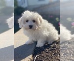 Small #2 Coton de Tulear