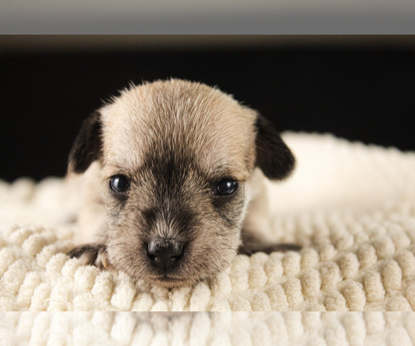 Medium Photo #11 Schnauzer (Miniature) Puppy For Sale in PENSACOLA, FL, USA