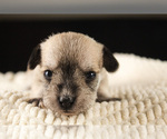 Small Photo #11 Schnauzer (Miniature) Puppy For Sale in PENSACOLA, FL, USA